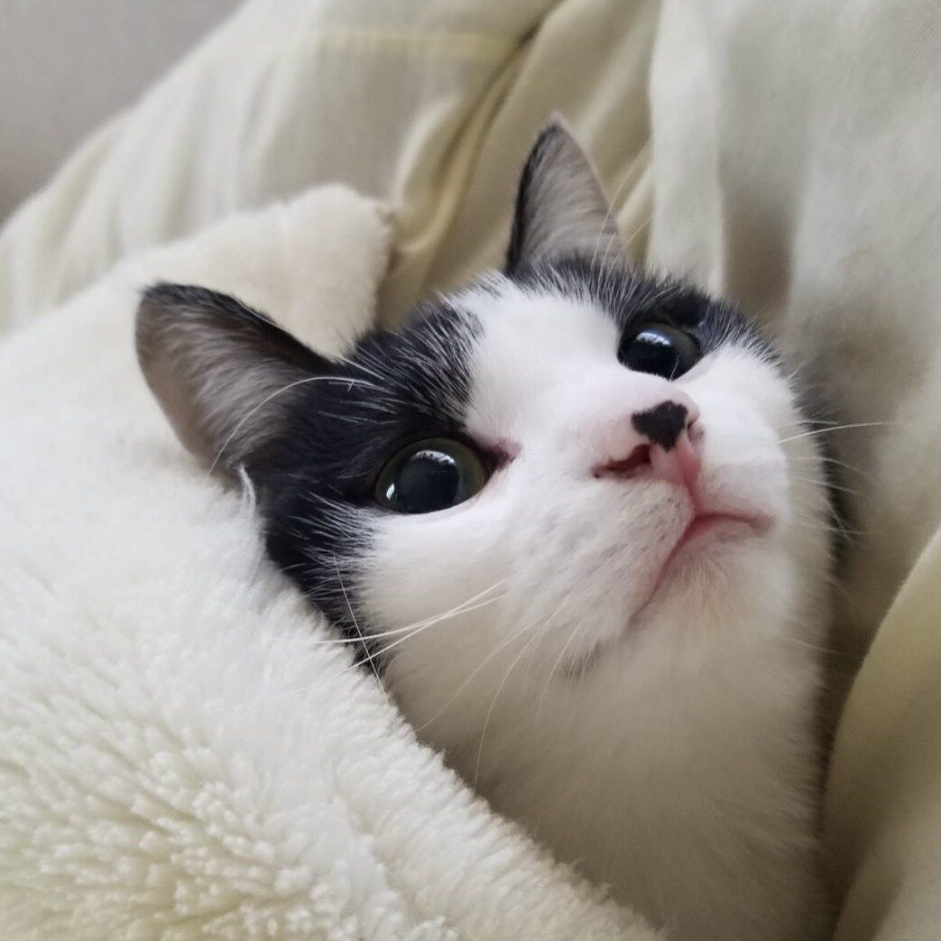 江木